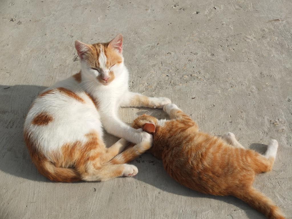 Luce Di Sole Apartment อุลซิน ภายนอก รูปภาพ